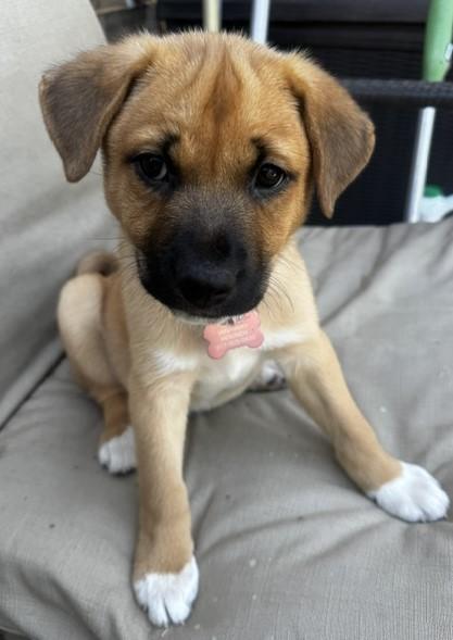 AERIAL, ADOPTABLE, Puppy Female Australian Shepherd & Labrador Retriever.
