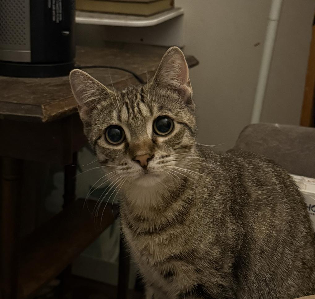 Enlarge Beck, a Adoptable Domestic Short Hair in Red Hook, NY image 3/6