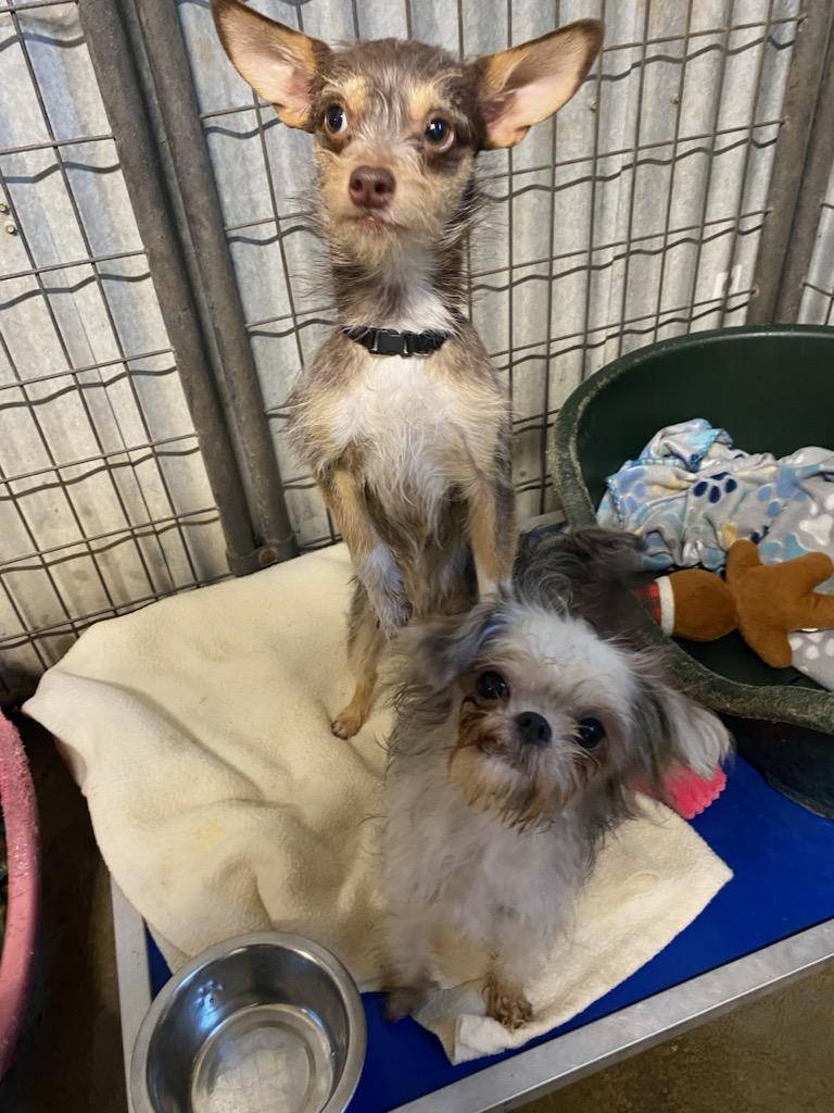 Enlarge Chewy, a ADOPTABLE mixed breed in Polson, MT image 3/3