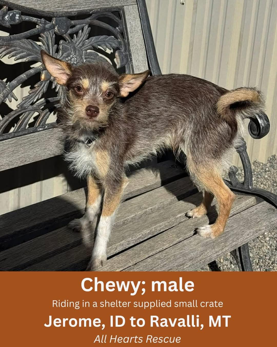 Enlarge Chewy, a ADOPTABLE mixed breed in Polson, MT image 2/3