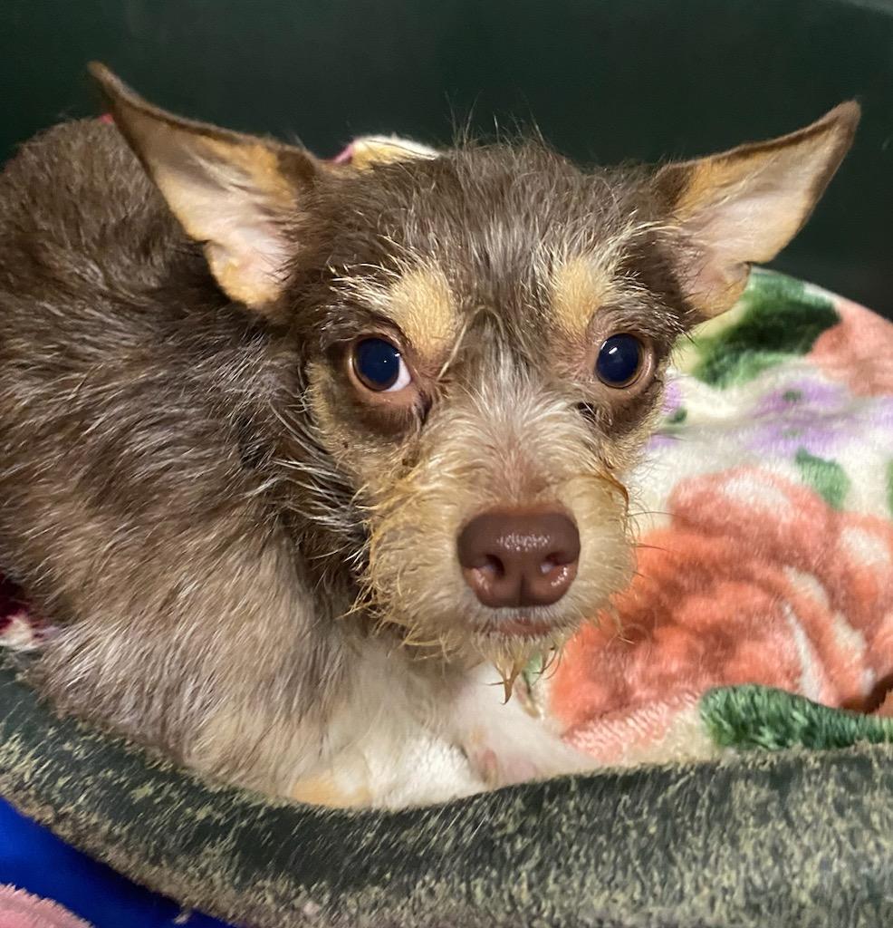 Chewy, ADOPTABLE, Young Male Terrier.