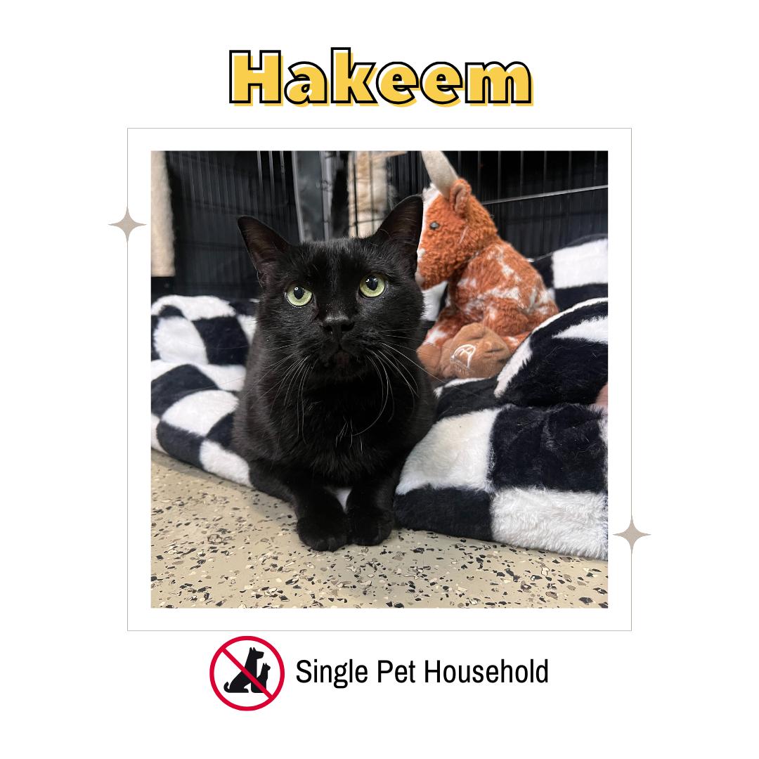 Hakeem, Adoptable, Adult Male Domestic Short Hair.