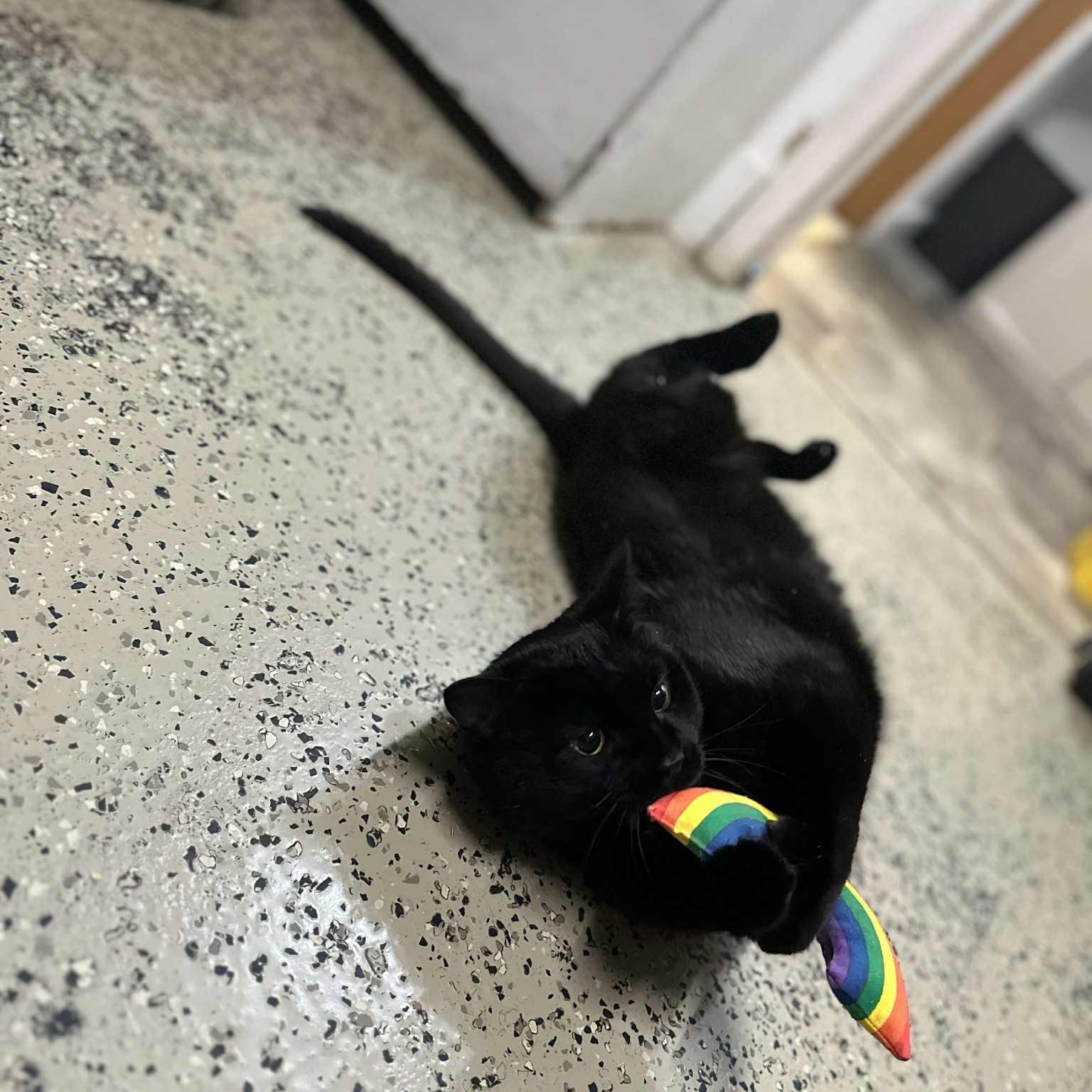 Enlarge Hakeem, a Adoptable Domestic Short Hair in Frankenmuth, MI image 2/6