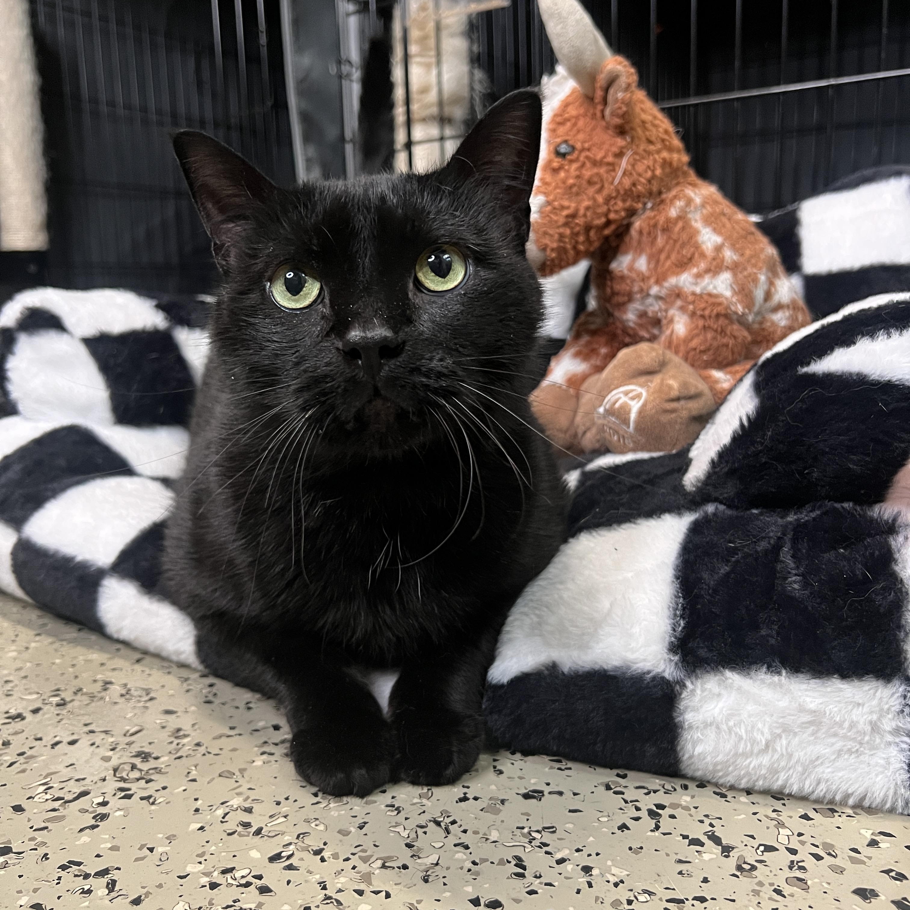 Enlarge Hakeem, a Adoptable Domestic Short Hair in Frankenmuth, MI image 3/6