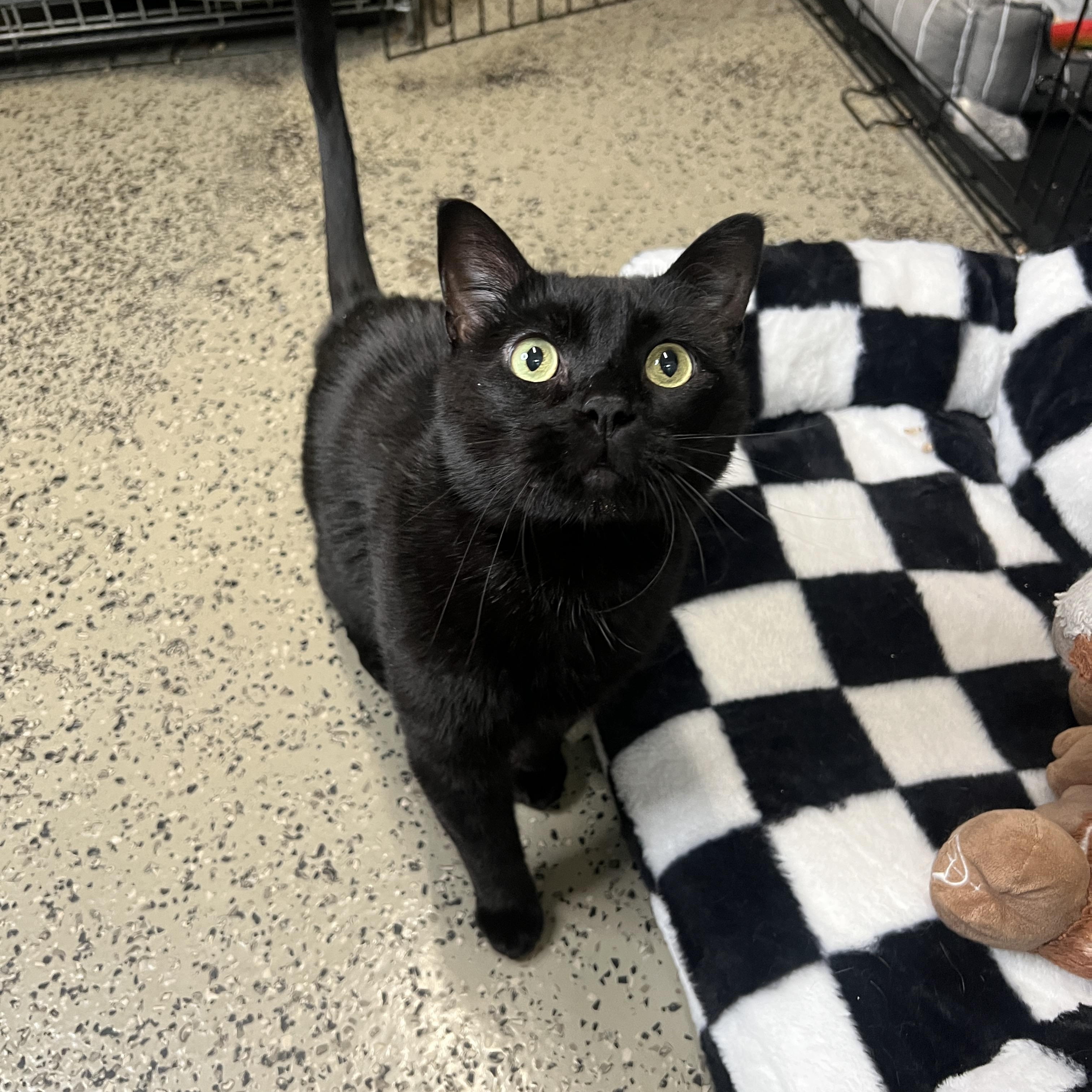 Enlarge Hakeem, a Adoptable Domestic Short Hair in Frankenmuth, MI image 4/6