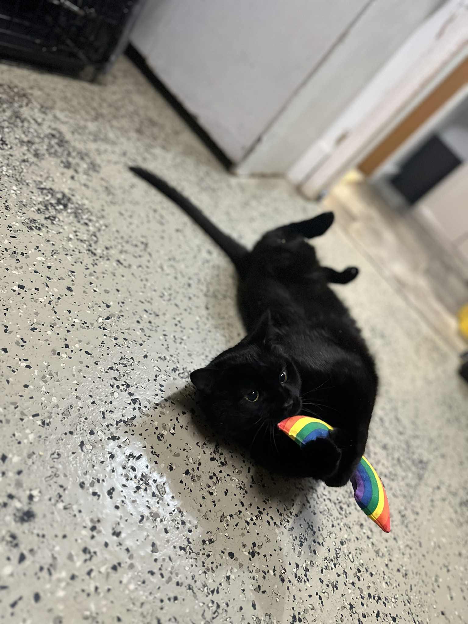 Enlarge Hakeem, a Adoptable Domestic Short Hair in Frankenmuth, MI image 5/6