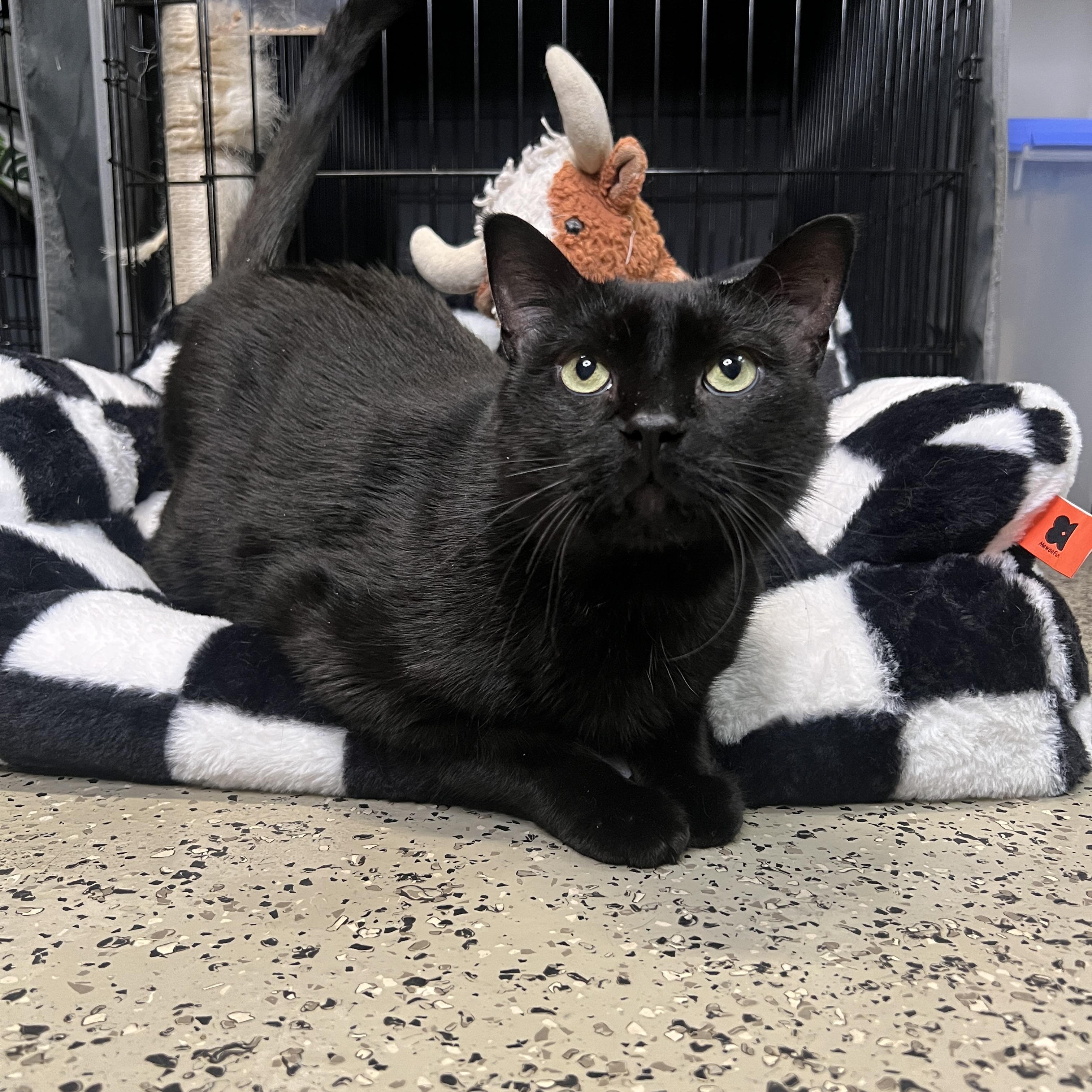 Enlarge Hakeem, a Adoptable Domestic Short Hair in Frankenmuth, MI image 5/6