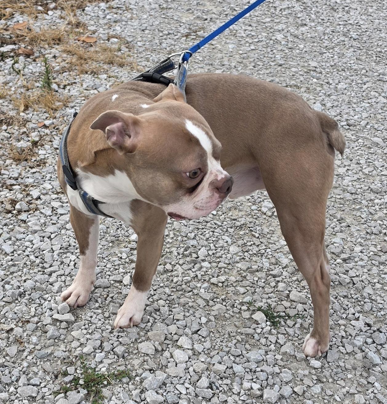 Enlarge Hatchi, a ADOPTABLE mixed breed in Terre Haute, IN image 4/6