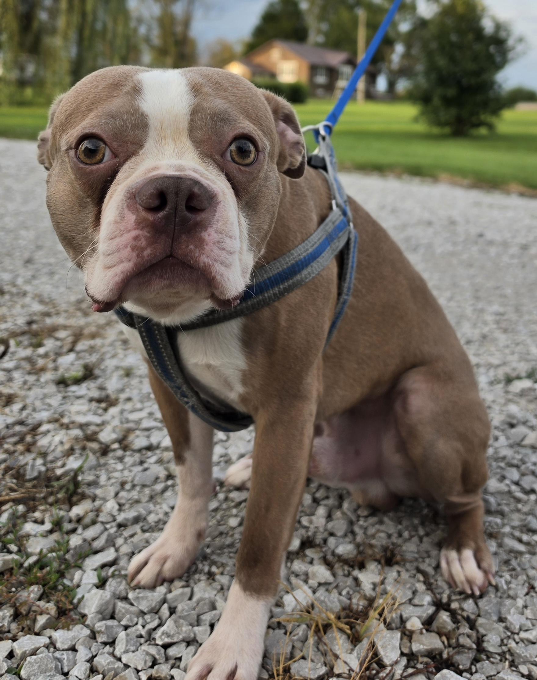 Enlarge Hatchi, a ADOPTABLE mixed breed in Terre Haute, IN image 6/6