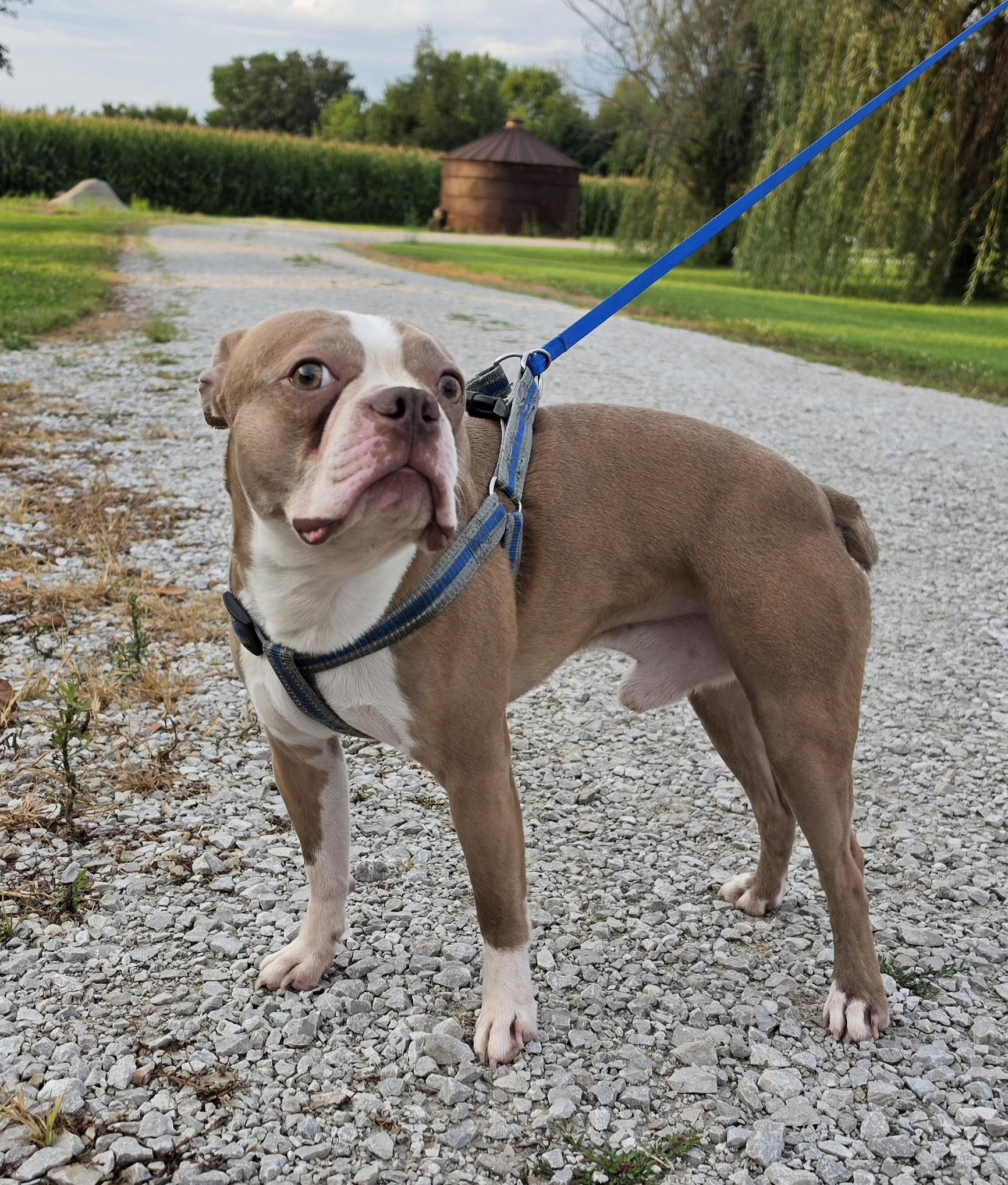 Enlarge Hatchi, a ADOPTABLE mixed breed in Terre Haute, IN image 2/6
