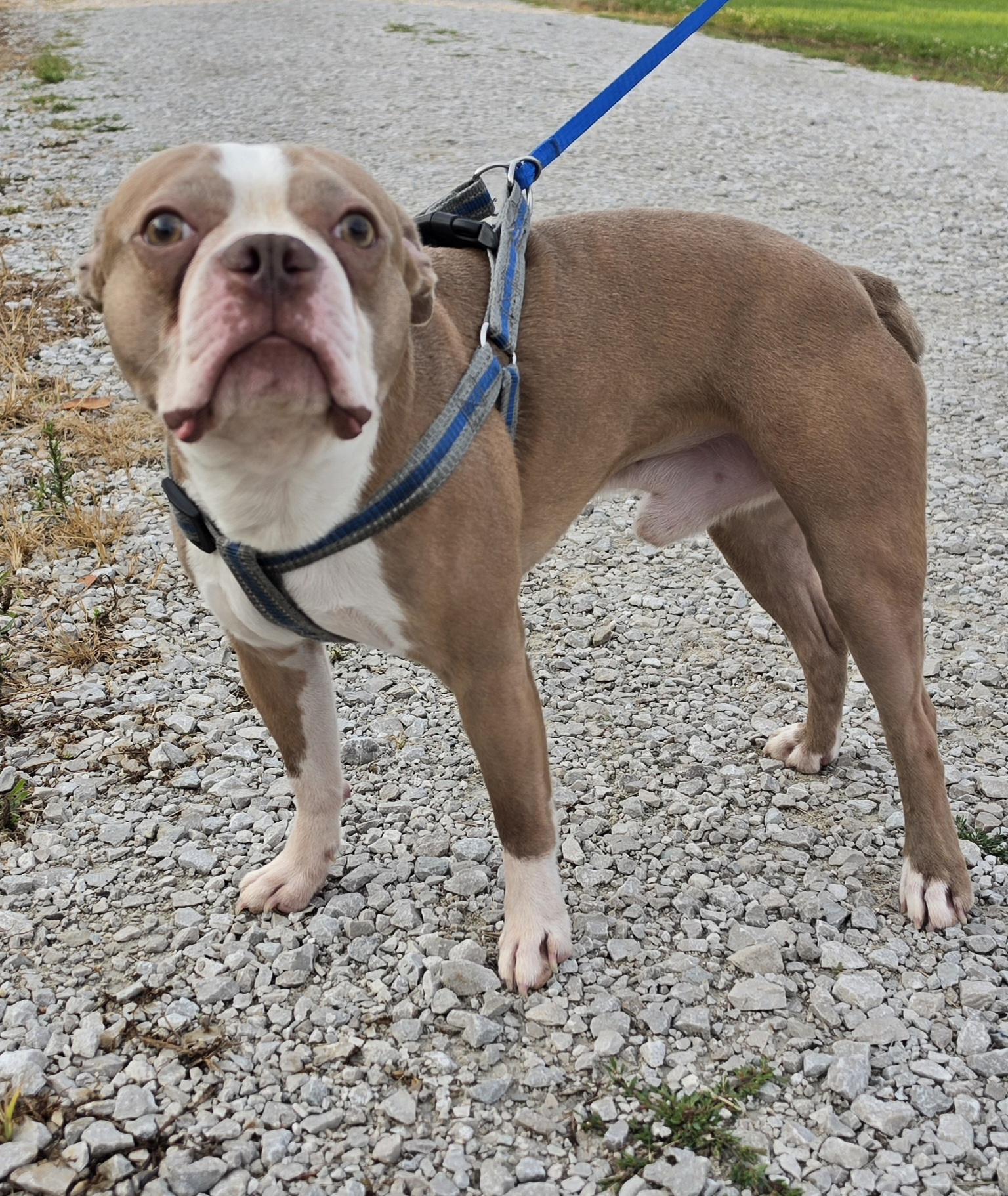 Hatchi, ADOPTABLE, Adult Male Boston Terrier & French Bulldog.
