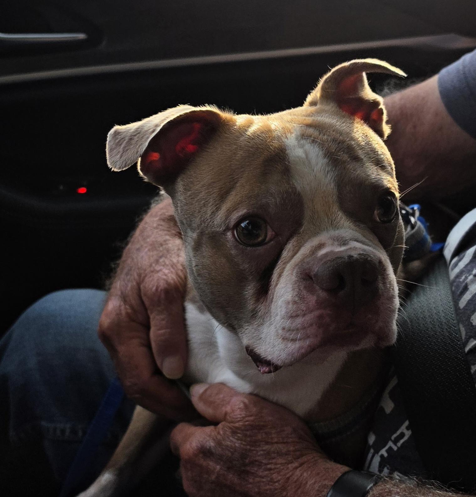 Enlarge Hatchi, a ADOPTABLE mixed breed in Terre Haute, IN image 3/6