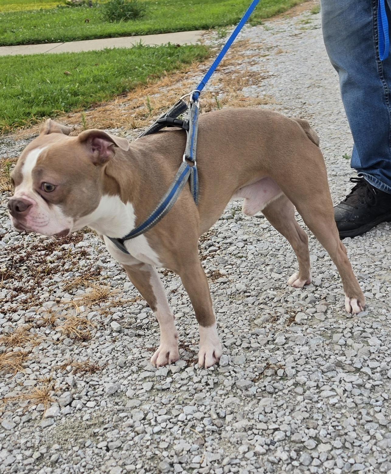 Enlarge Hatchi, a ADOPTABLE mixed breed in Terre Haute, IN image 5/6