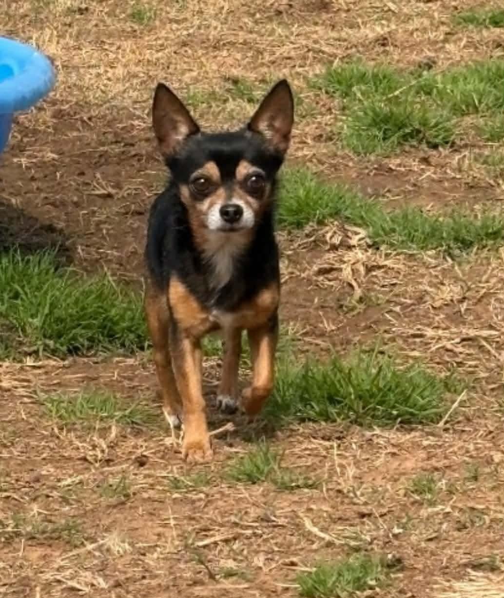 Tyler, ADOPTABLE, Adult Male Chihuahua.
