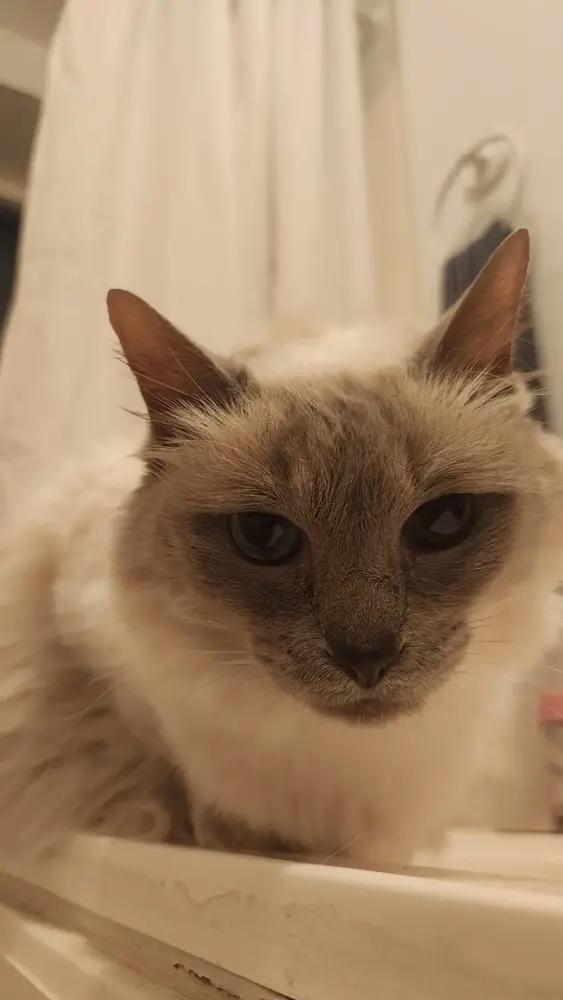 Ruby, Adoptable, Senior Female Himalayan & Ragdoll.