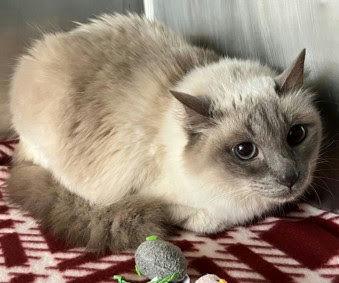 Enlarge Ruby, a Adoptable mixed breed in New York, NY image 2/4