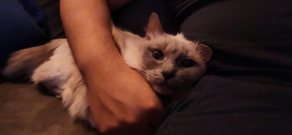 Enlarge Ruby, a Adoptable mixed breed in New York, NY image 3/4