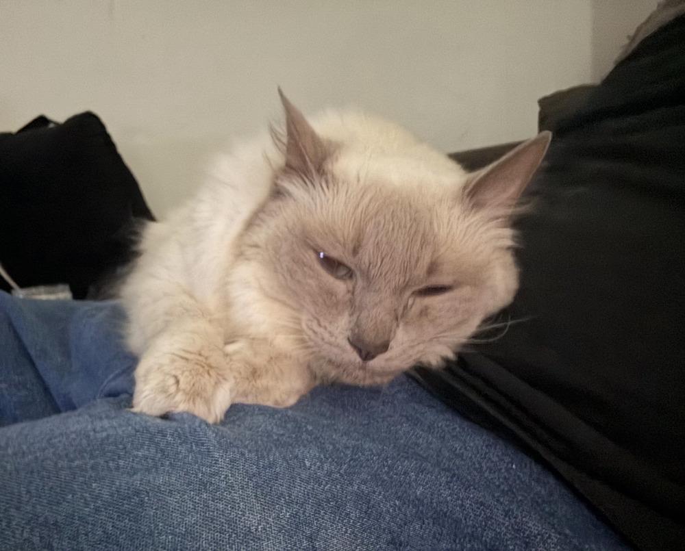 Enlarge Ruby, a Adoptable mixed breed in New York, NY image 3/6