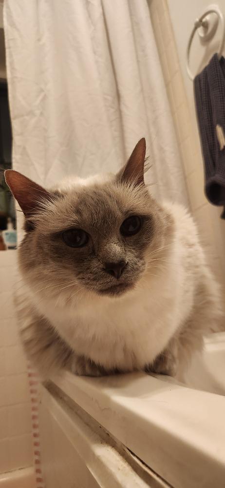 Enlarge Ruby, a Adoptable mixed breed in New York, NY image 4/4