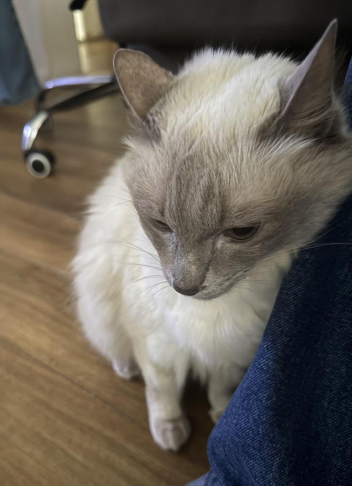 Enlarge Ruby, a Adoptable mixed breed in New York, NY image 5/6