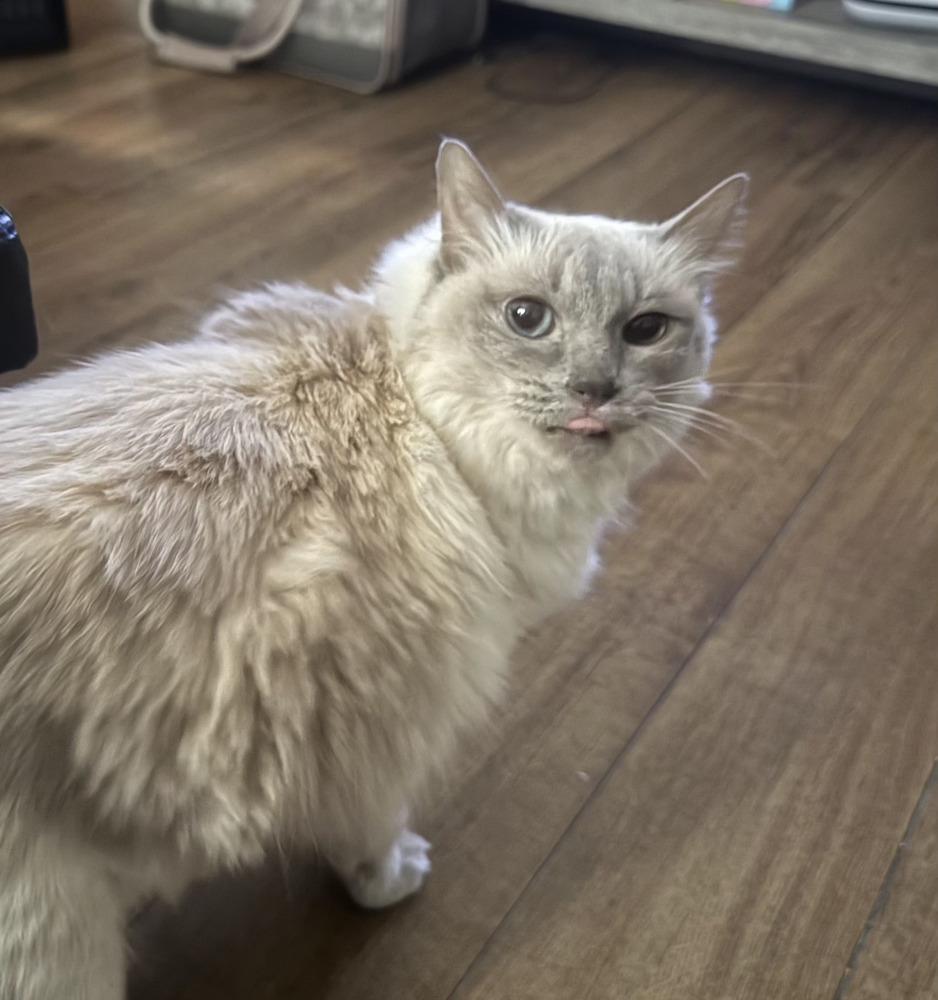 Enlarge Ruby, a Adoptable mixed breed in New York, NY image 6/6