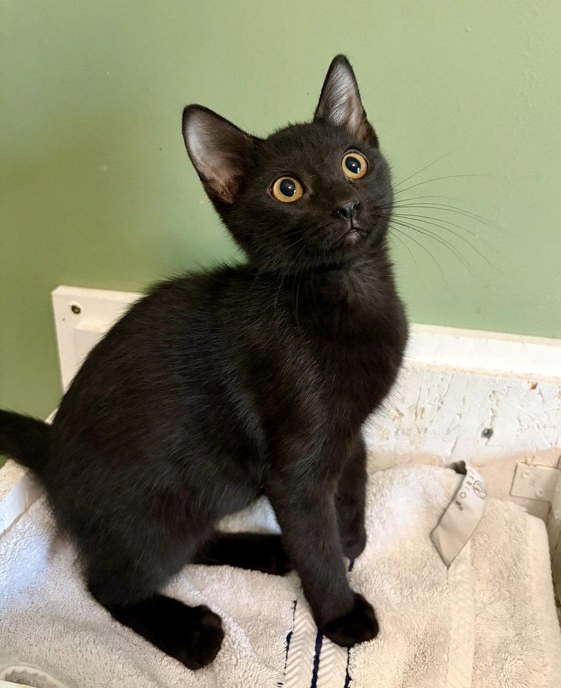 Smee, Adoptable, Kitten Female Domestic Short Hair.