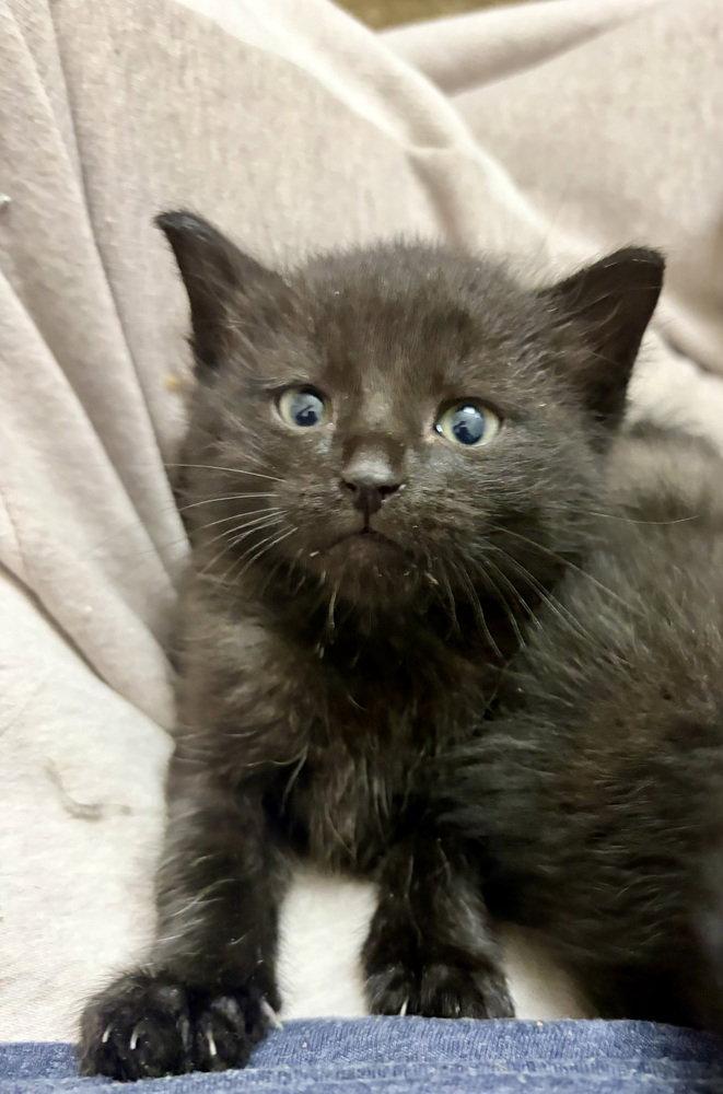 Smee, a Adoptable Domestic Short Hair in O'Fallon, MO image 2/3
