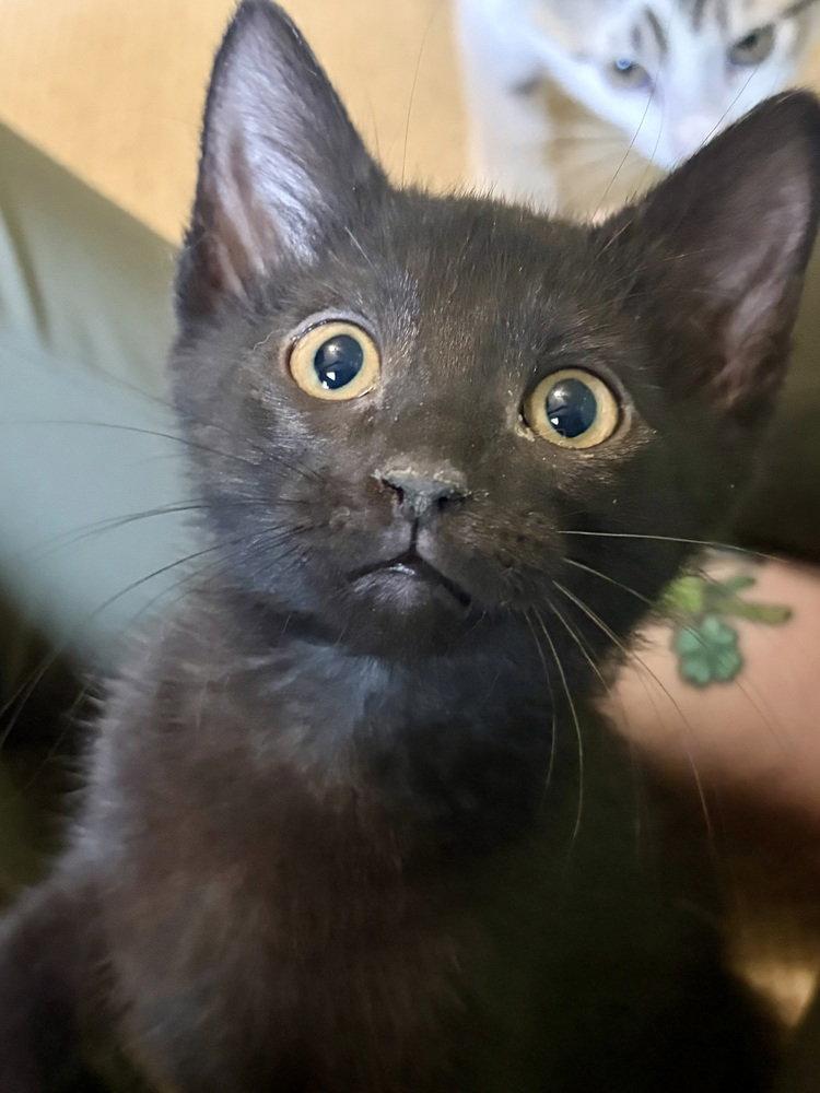 Smee, a Adoptable Domestic Short Hair in O'Fallon, MO image 3/3