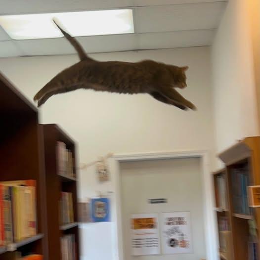 Enlarge Tom @ Fat Cat Cafe, a ADOPTABLE mixed breed in Tallahassee, FL image 2/4