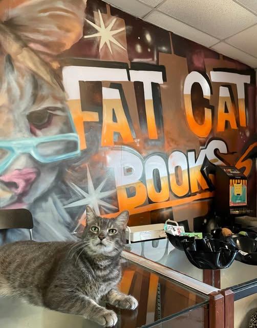 Enlarge Tom @ Fat Cat Cafe, a ADOPTABLE mixed breed in Tallahassee, FL image 4/4