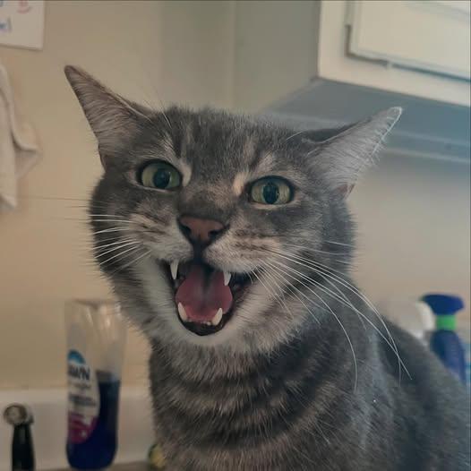 Enlarge Tom @ Fat Cat Cafe, a ADOPTABLE mixed breed in Tallahassee, FL image 3/4