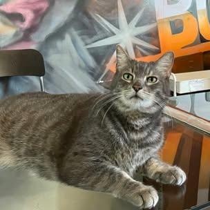 Tom @ Fat Cat Cafe, ADOPTABLE, Senior Male Domestic Short Hair & Tabby.