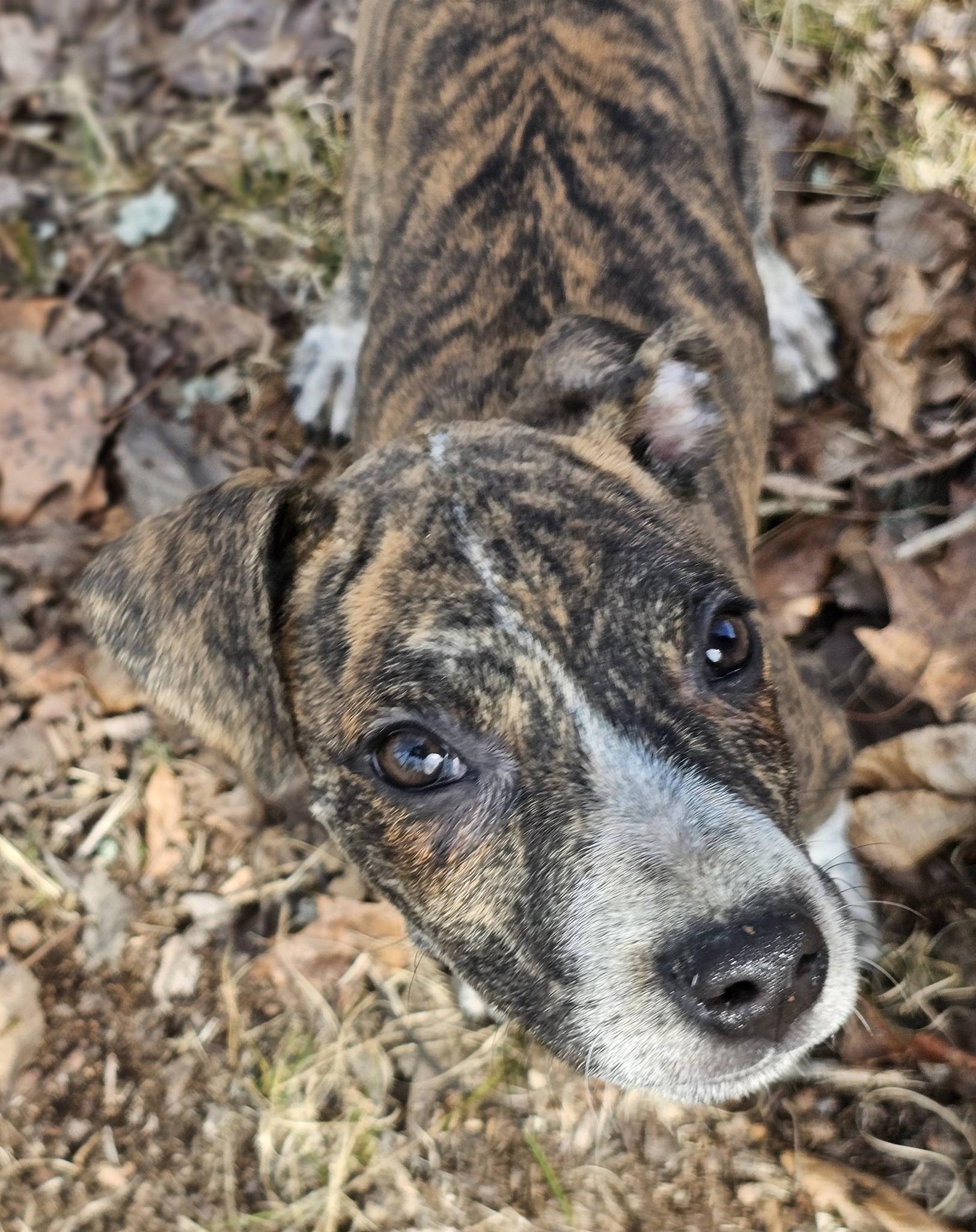 Enlarge Nicklaus, a ADOPTABLE Bulldog in Fort Payne, AL image 5/6