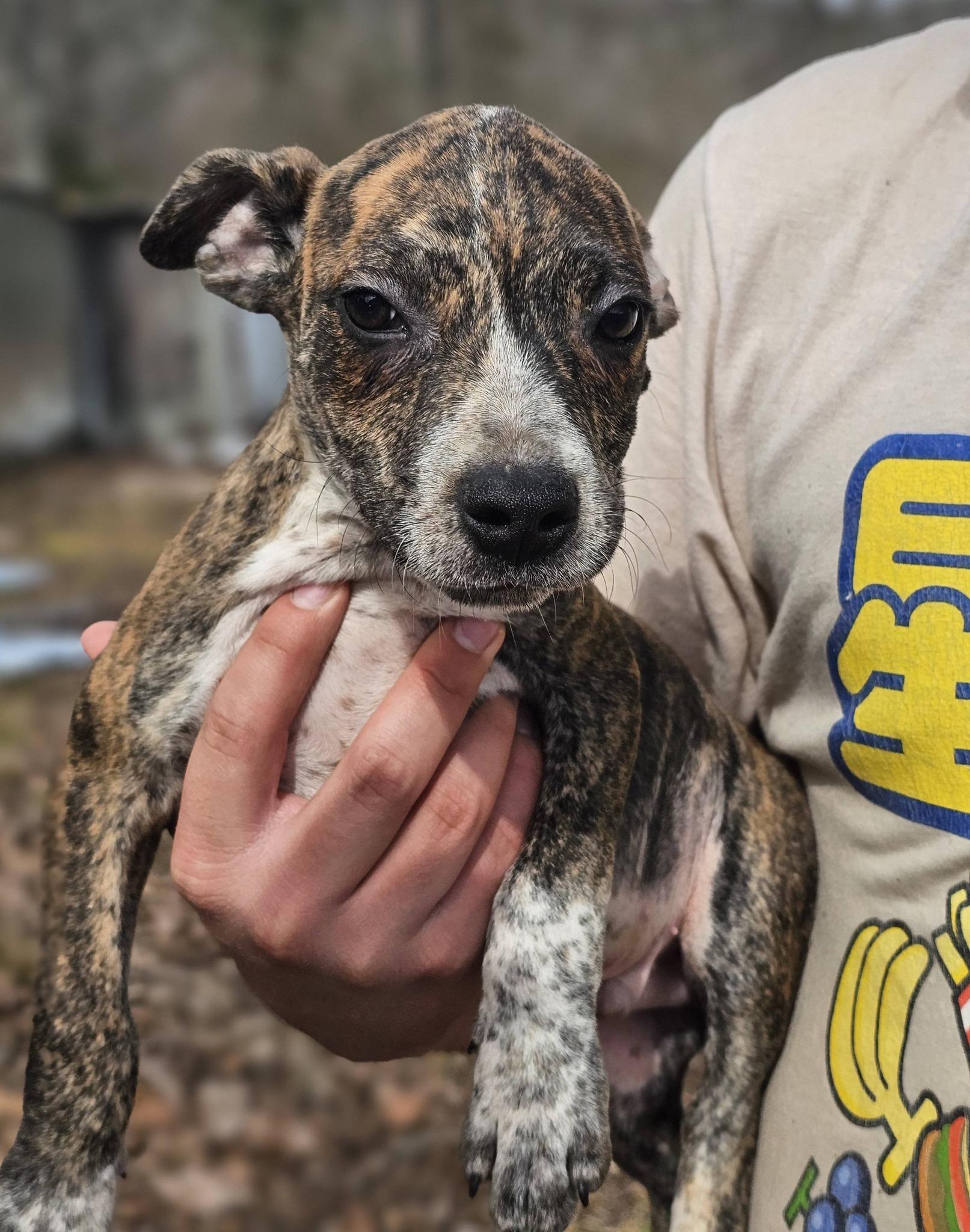 Enlarge Nicklaus, a ADOPTABLE Bulldog in Fort Payne, AL image 2/6