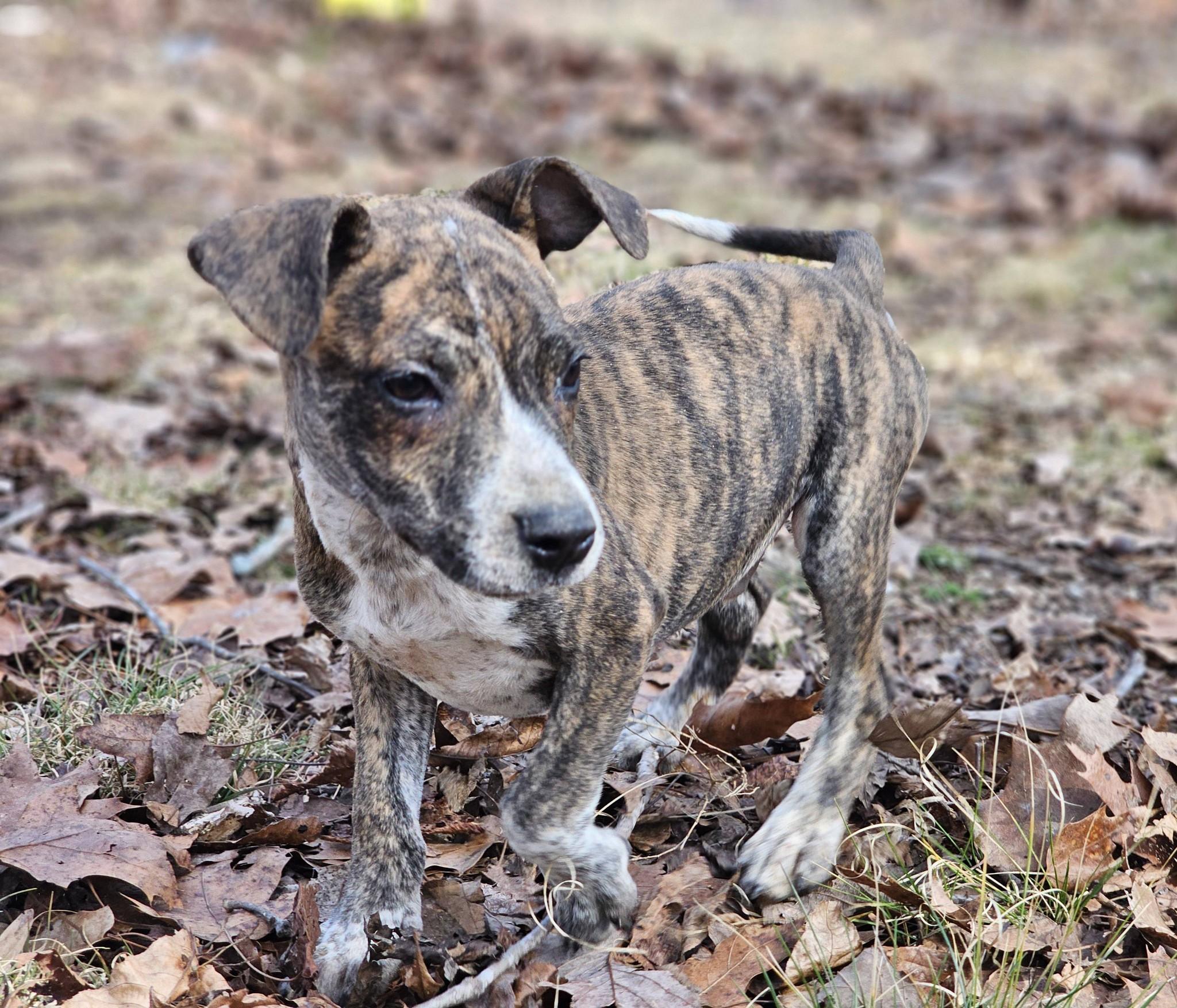 Nicklaus, ADOPTABLE, Puppy Male Bulldog.