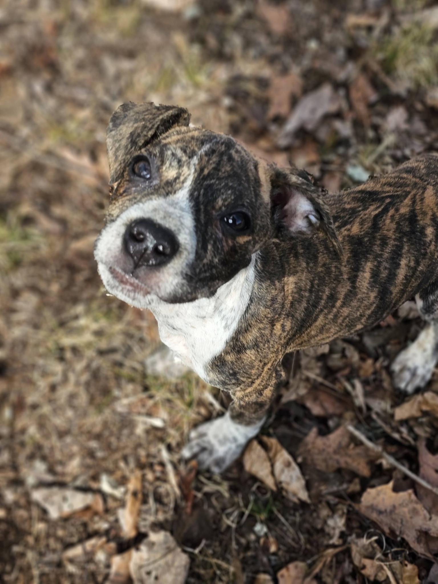 Enlarge Nicklaus, a ADOPTABLE Bulldog in Fort Payne, AL image 4/6