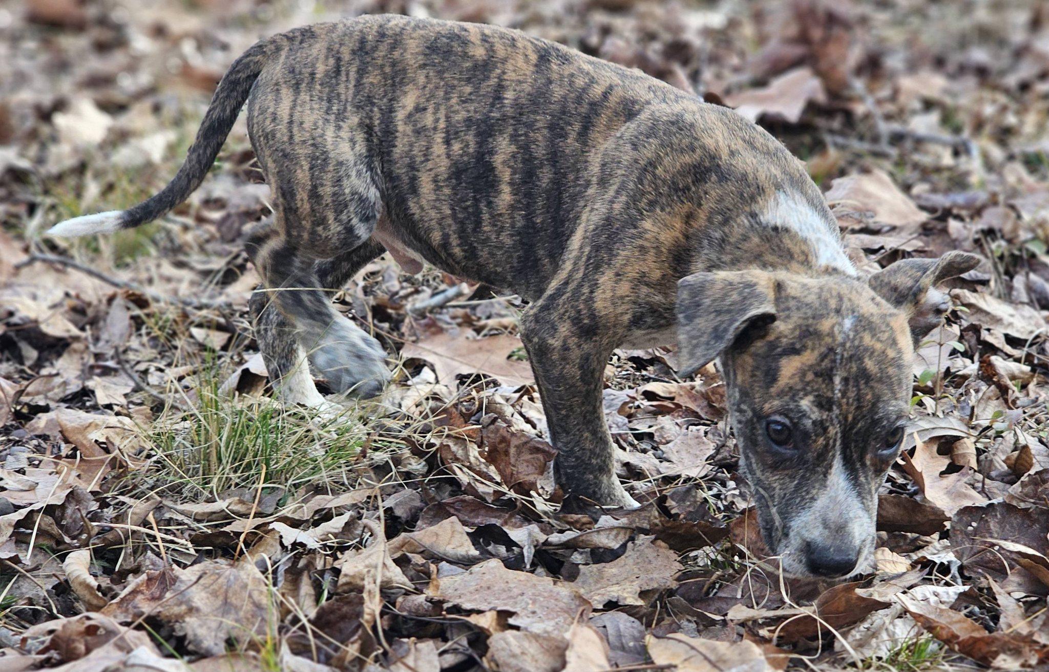 Enlarge Nicklaus, a ADOPTABLE Bulldog in Fort Payne, AL image 3/6