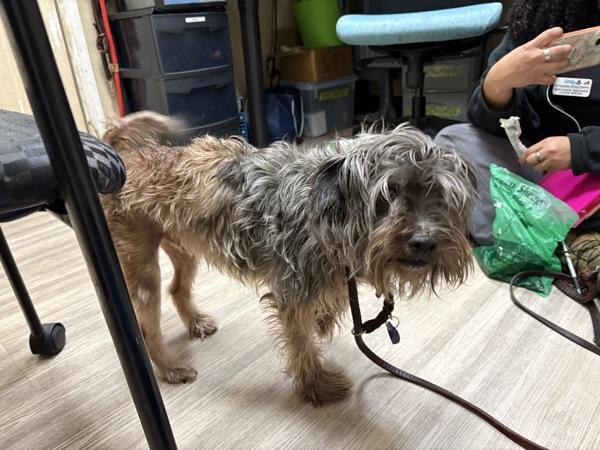 Tuggie, Adoptable, Adult Male Schnauzer & Border Terrier.