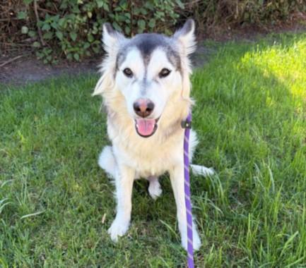 CRESSIDA, Adoptable, Young Female Husky.