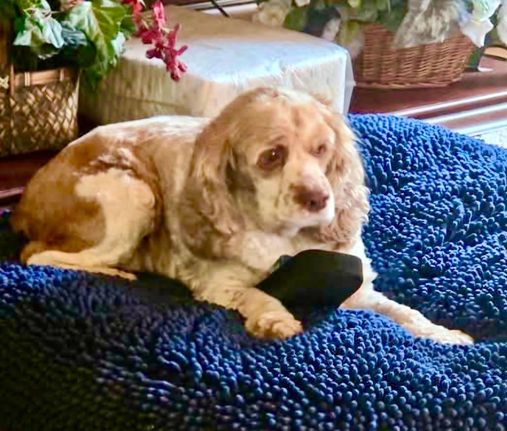 Honeybun, a Adoptable Cocker Spaniel in Austin, TX image 1/5