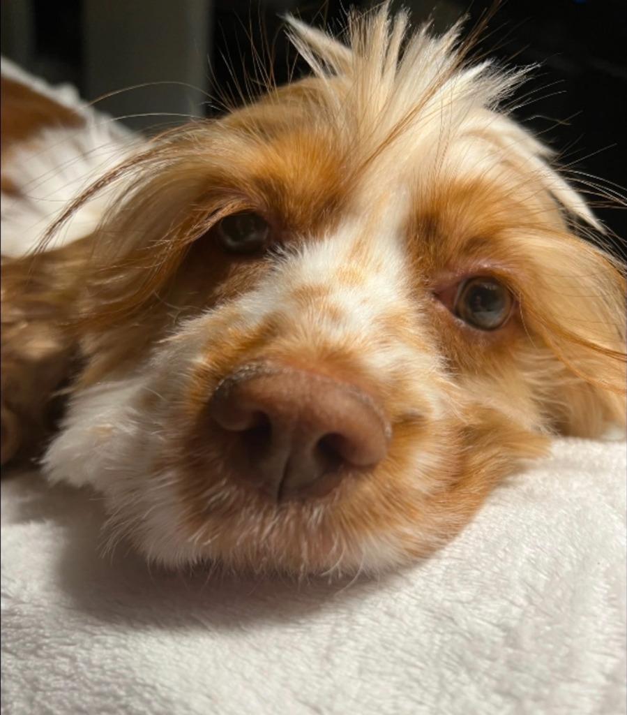 Honeybun, a Adoptable Cocker Spaniel in Austin, TX image 2/5