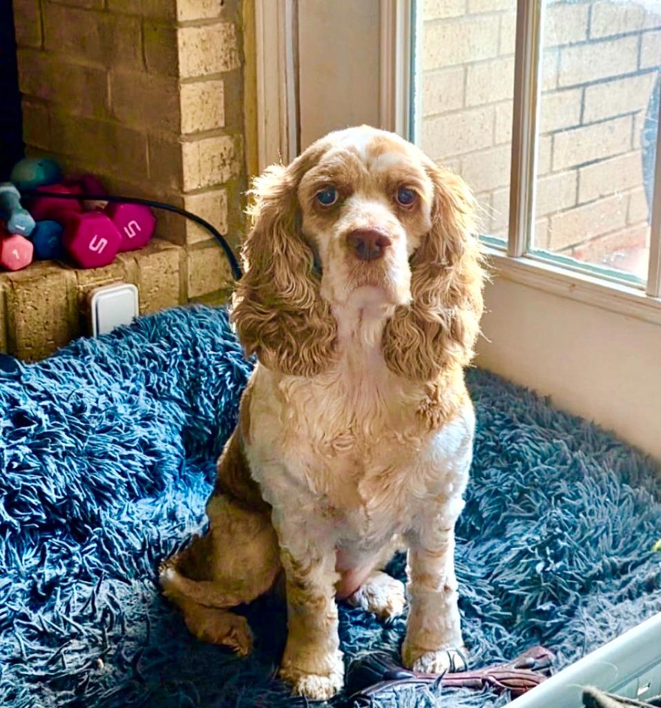 Honeybun, a Adoptable Cocker Spaniel in Austin, TX image 3/5