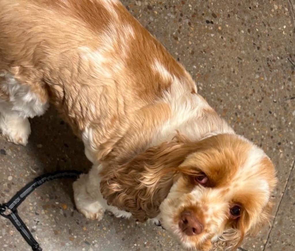 Honeybun, a Adoptable Cocker Spaniel in Austin, TX image 4/5
