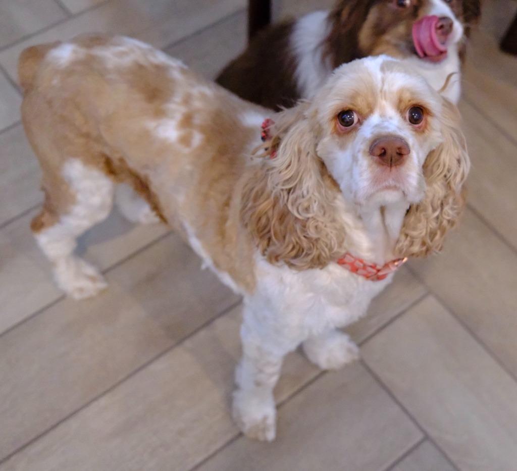 Honeybun, a Adoptable Cocker Spaniel in Austin, TX image 5/5