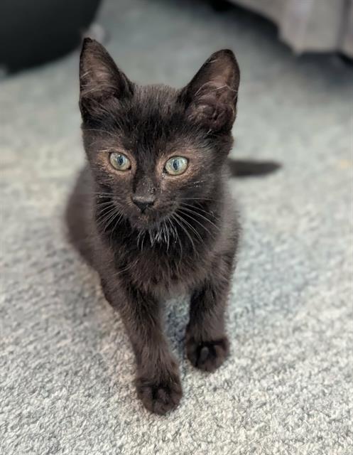 Enlarge VICTORIA, a Adoptable Domestic Short Hair in Kent, WA image 1/1
