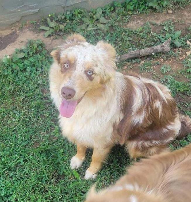 Enlarge Aspen Sage, a Adoptable Australian Shepherd in Allen, TX image 1/3
