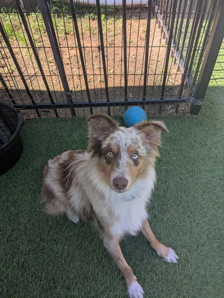 Enlarge Aspen Sage, a Adoptable Australian Shepherd in Allen, TX image 2/3