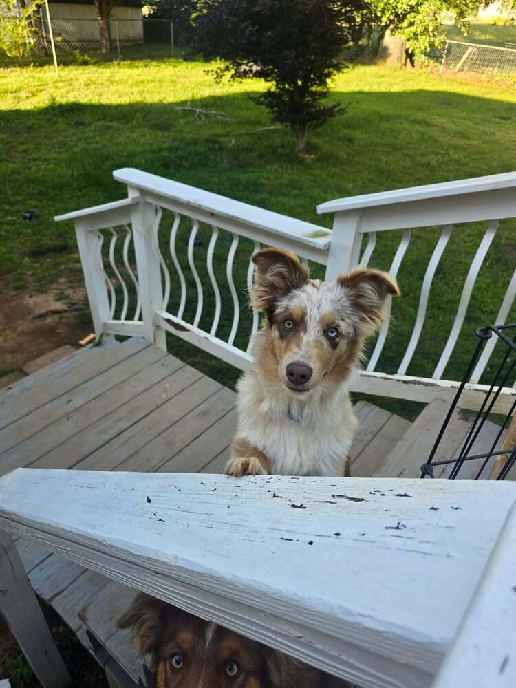 Enlarge Aspen Sage, a Adoptable Australian Shepherd in Allen, TX image 3/3
