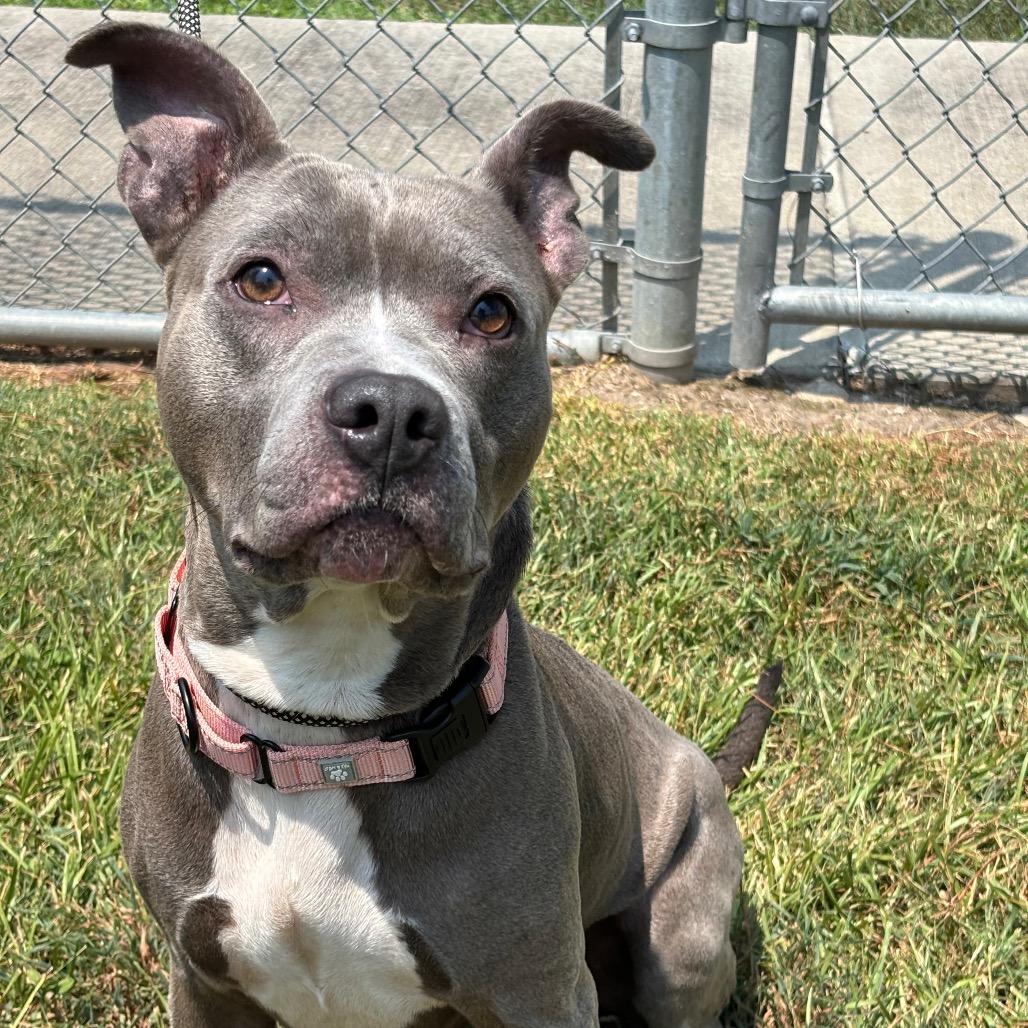 Chex Mix, Adoptable, Young Female Pit Bull Terrier & Mixed Breed.
