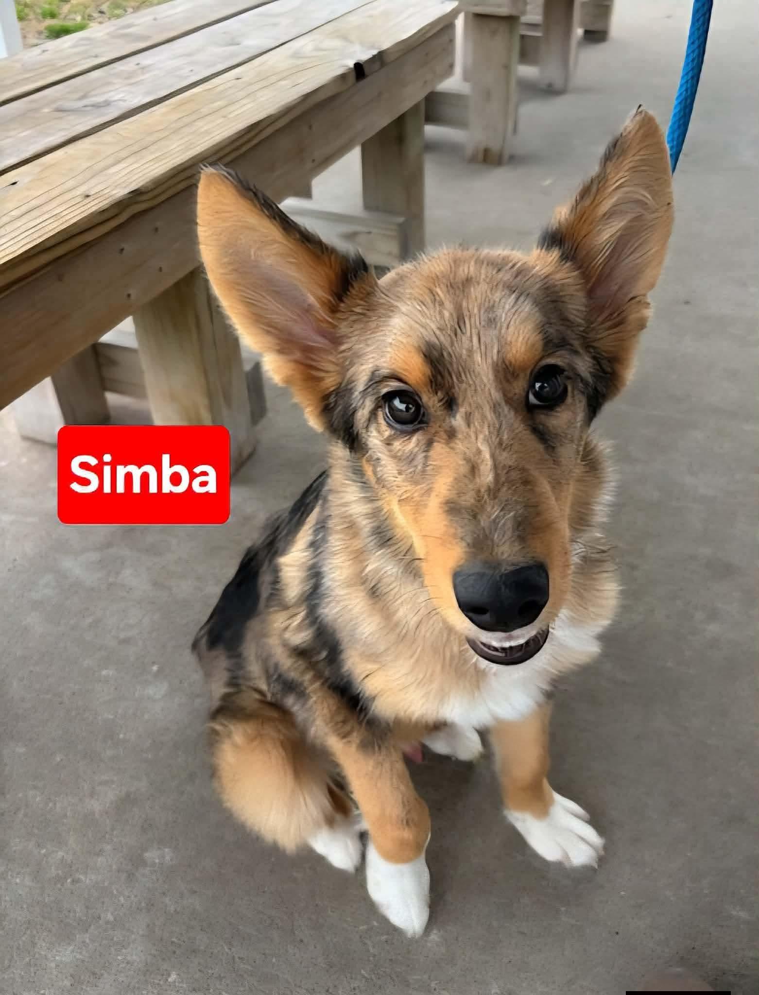 Simba, an adoptable mixed breed in Clinton, MO image 4/5